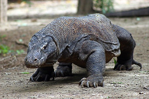 Komodo Dragon On The Move